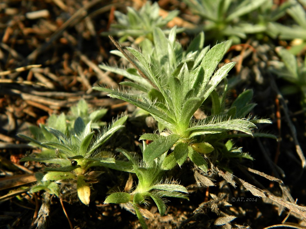 Image of Eritrichium karavaevii specimen.