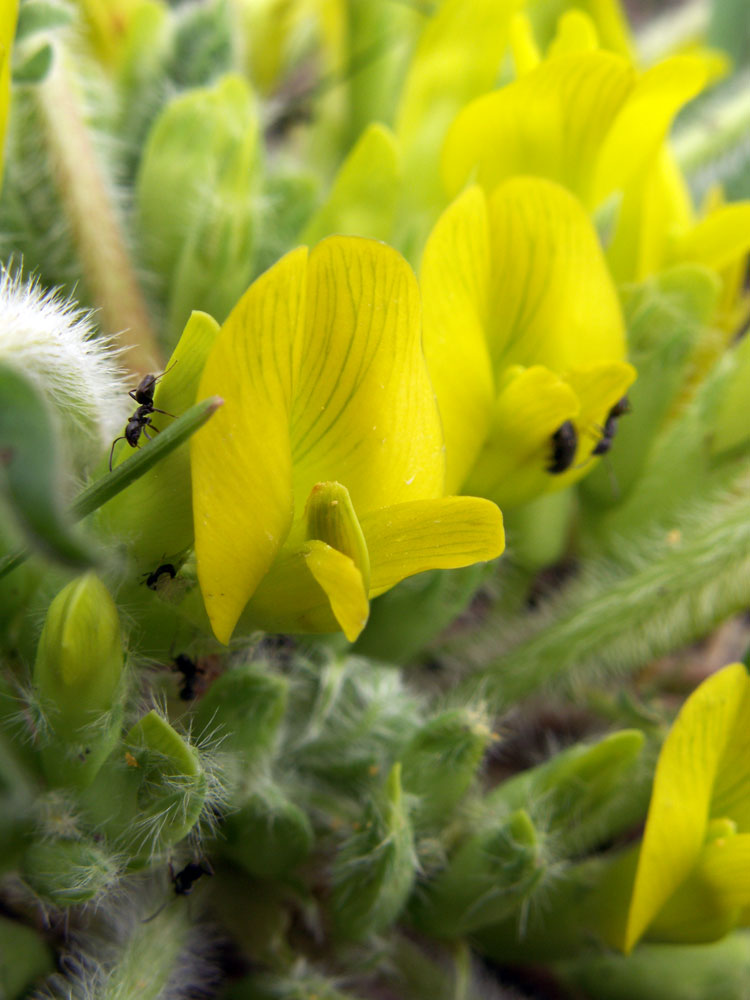 Изображение особи род Astragalus.