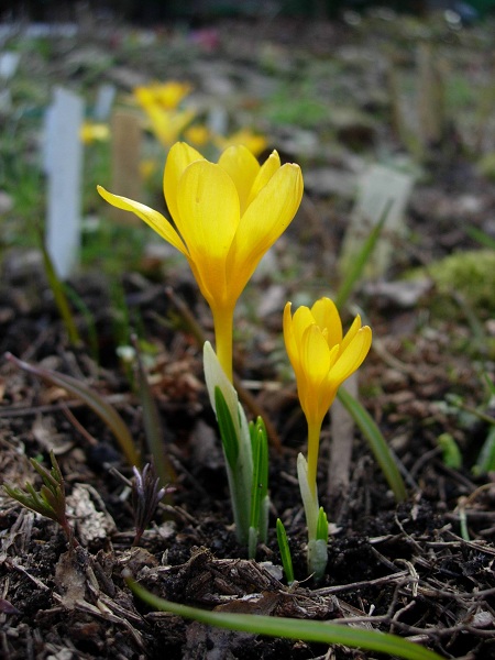 Image of Crocus gargaricus specimen.