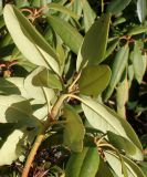 Rhododendron catawbiense. Верхняя часть побега (у листьев видны их нижние стороны). Германия, г. Bad Lippspringe, Kaiser-Karls Park. 02.02.2014.
