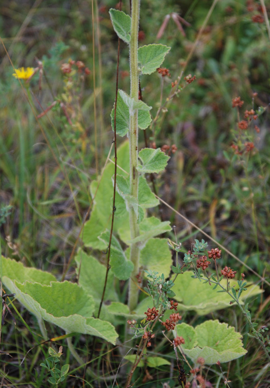 Image of Campanula alliariifolia specimen.