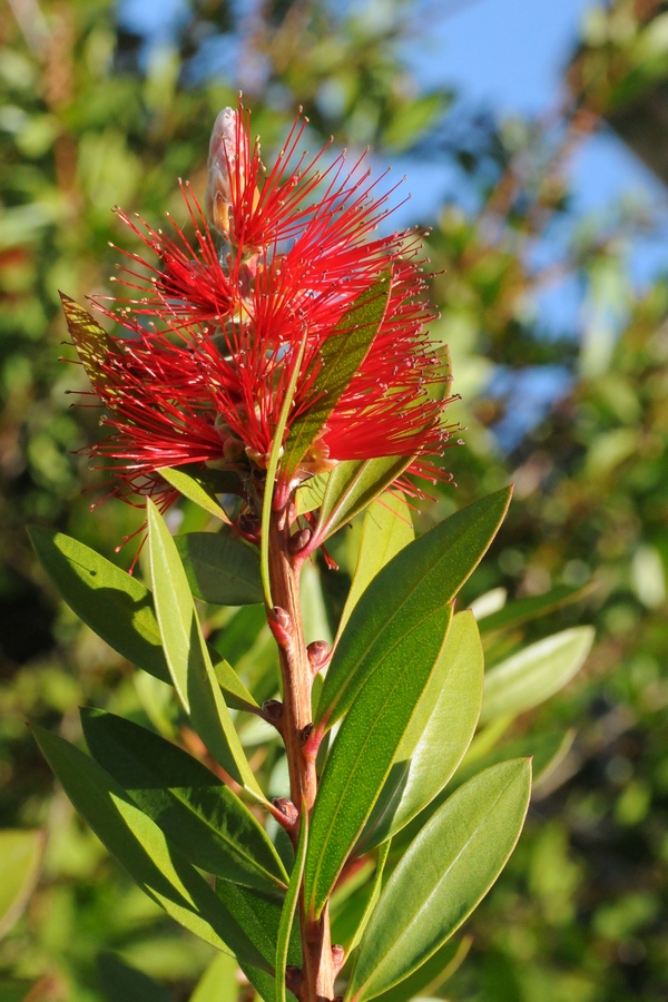 Image of Callistemon citrinus specimen.