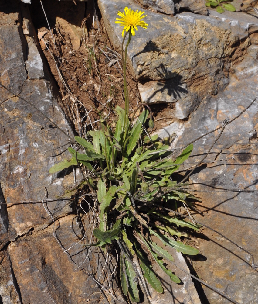 Image of genus Leontodon specimen.