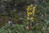 Pedicularis oederi