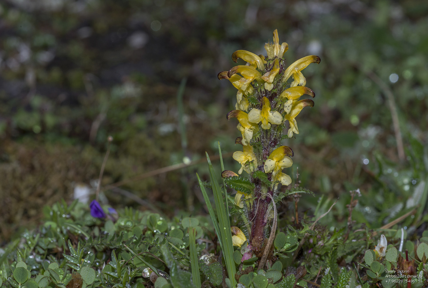 Изображение особи Pedicularis oederi.