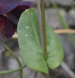 Cerinthe retorta