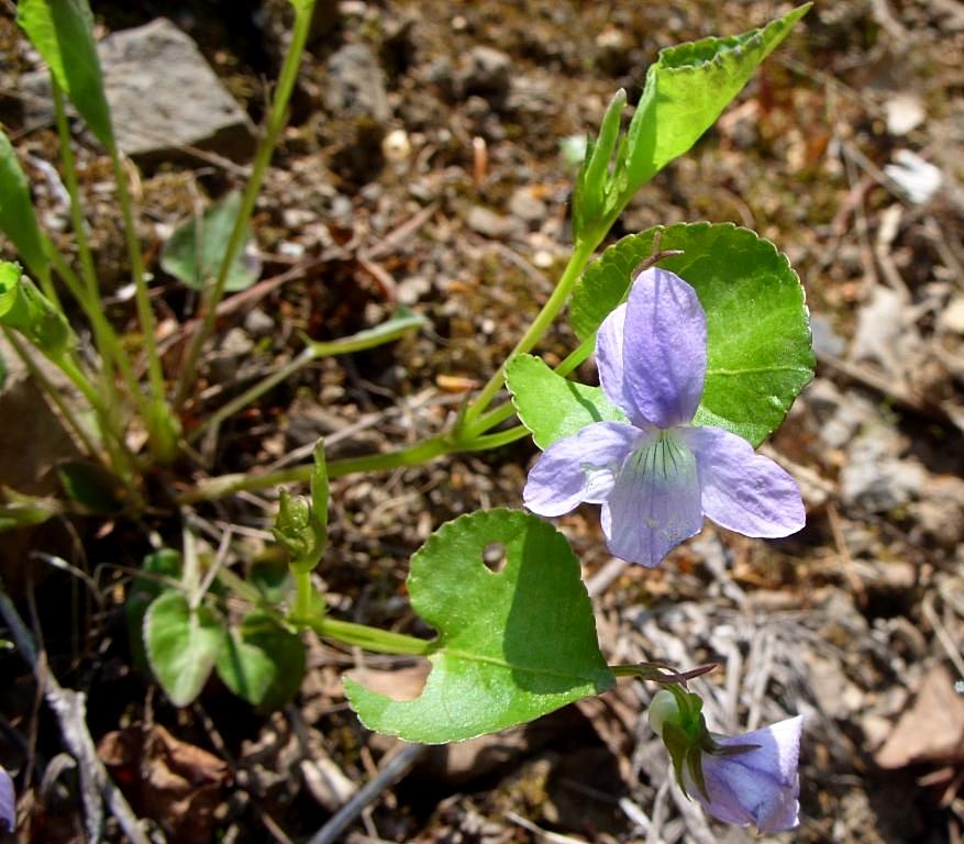 Изображение особи Viola mauritii.
