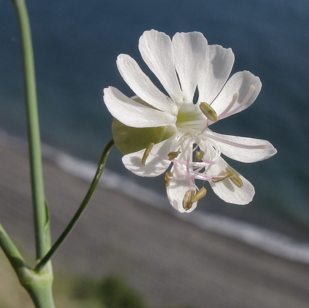 Изображение особи Oberna crispata.