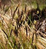 Carex vanheurckii. Соцветия. Хабаровский край, Ванинский р-н, окр. пос. Высокогорный, сухой каменистый склон. 17.05.2014.