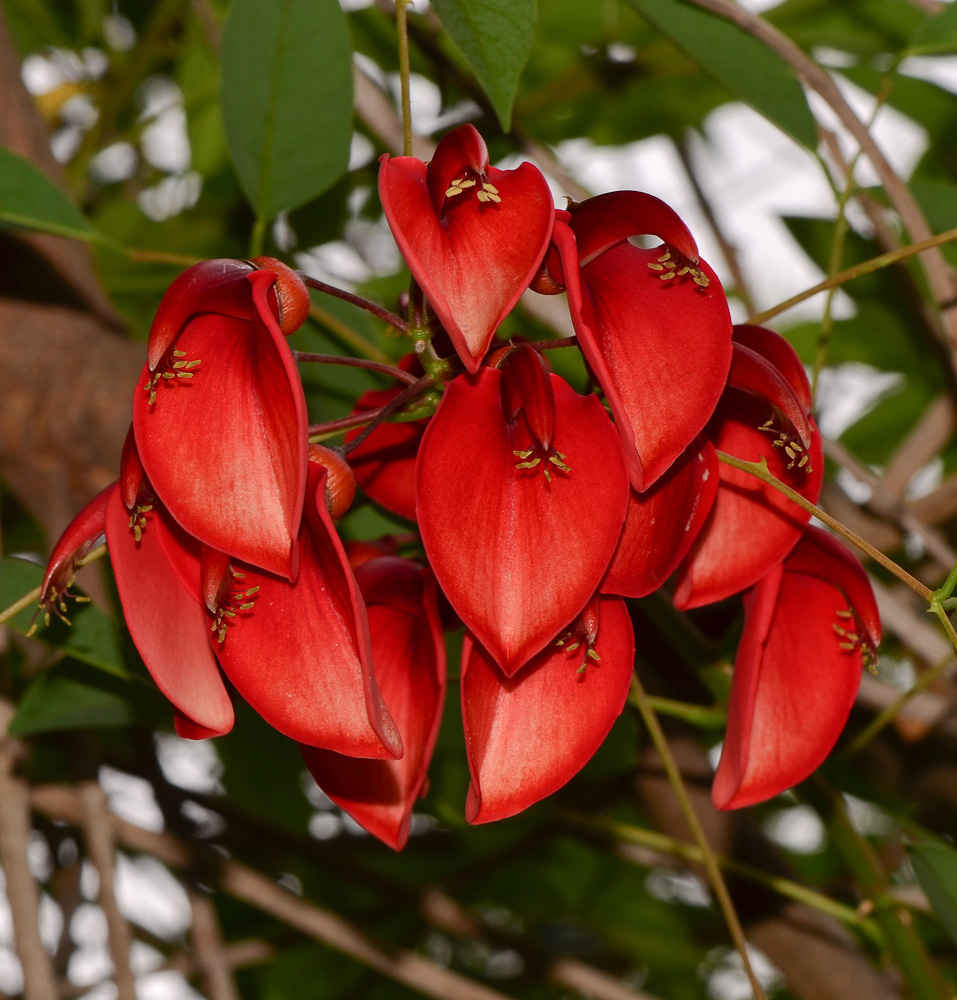 Изображение особи Erythrina crista-galli.