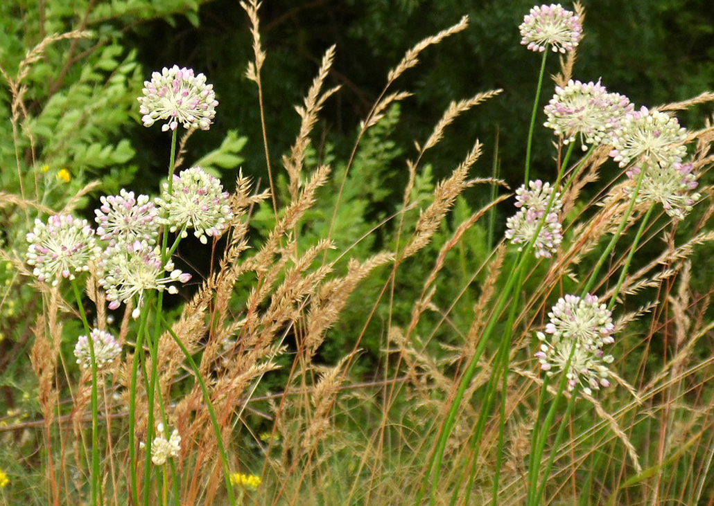 Image of Allium lineare specimen.