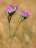 Dianthus pseudarmeria. Верхушка цветущего растения. Ростовская обл., Неклиновский р-н, Николаевское с/п, балка. 13.06.2014.