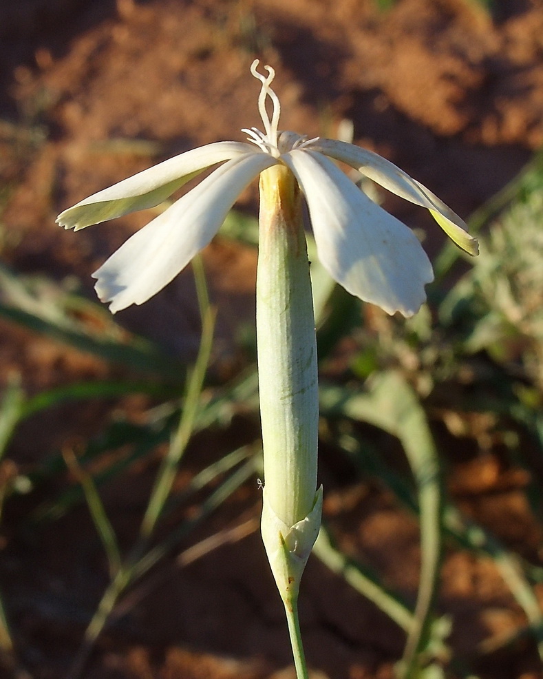 Image of Dianthus leptopetalus specimen.