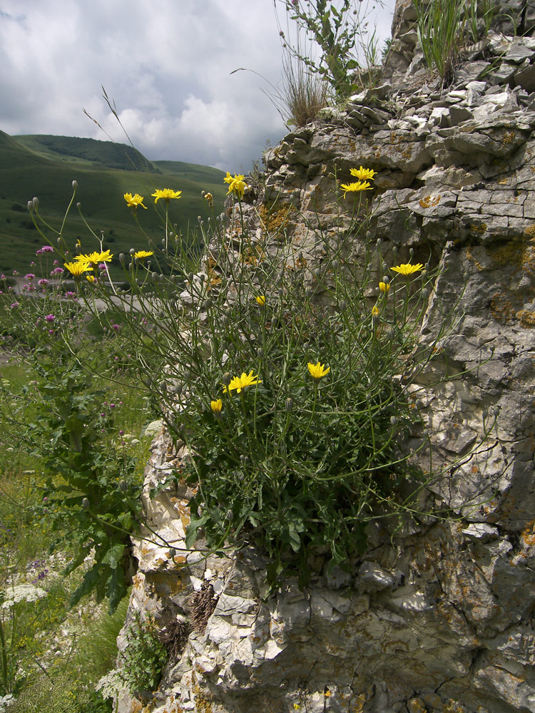 Изображение особи Crepis sonchifolia.