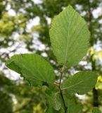 Corylus californica. Верхушка побега (у листьев видна их нижняя сторона). Германия, г. Дюссельдорф, Ботанический сад университета. 02.06.2014.
