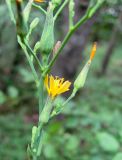 Lactuca quercina