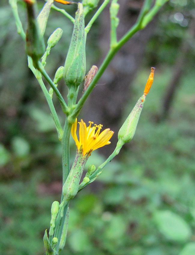 Image of Lactuca quercina specimen.