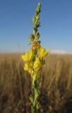 Linaria syspirensis. Верхушка соцветия. Крым, Тарханкутский п-ов, верховья балки Большой Кастель, степь. 12 июля 2014 г.