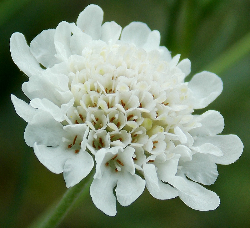 Image of Scabiosa ochroleuca specimen.