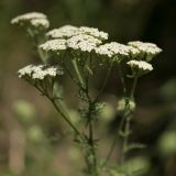 Achillea nobilis. Соцветия. Белгородская обл., пос. Борисовка, зарастающий песчаный карьер. 01.07.2009.