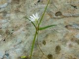 Stellaria longifolia