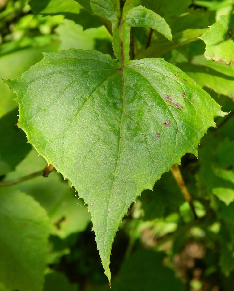 Image of Cicerbita petiolata specimen.