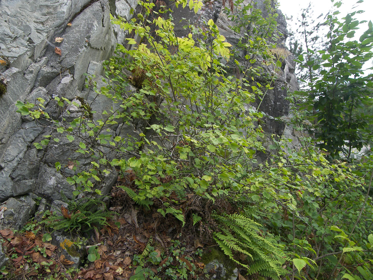 Image of Ribes alpinum specimen.