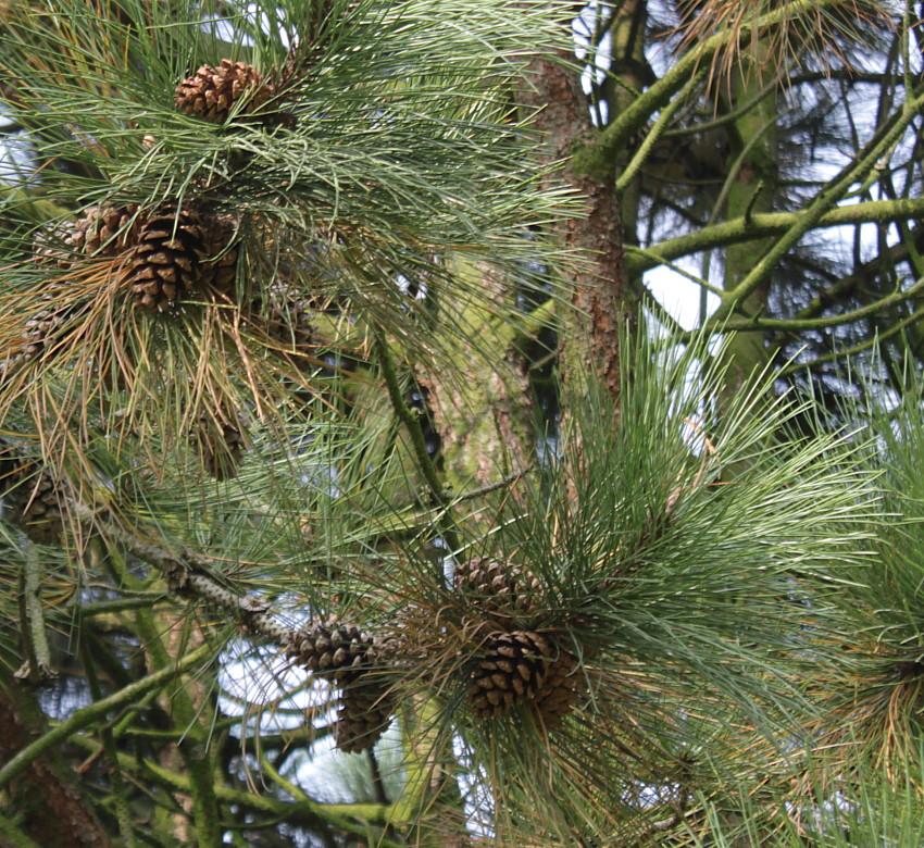 Изображение особи Pinus ponderosa.