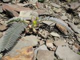 Astragalus syreitschikovii