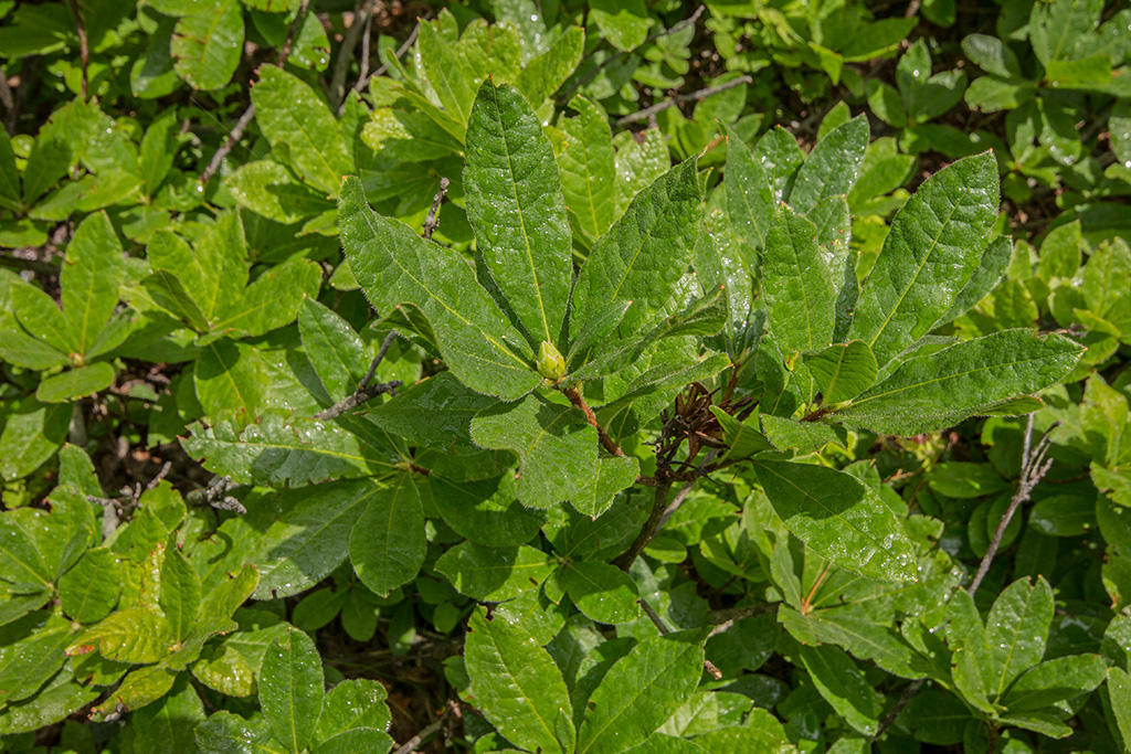 Изображение особи Rhododendron luteum.