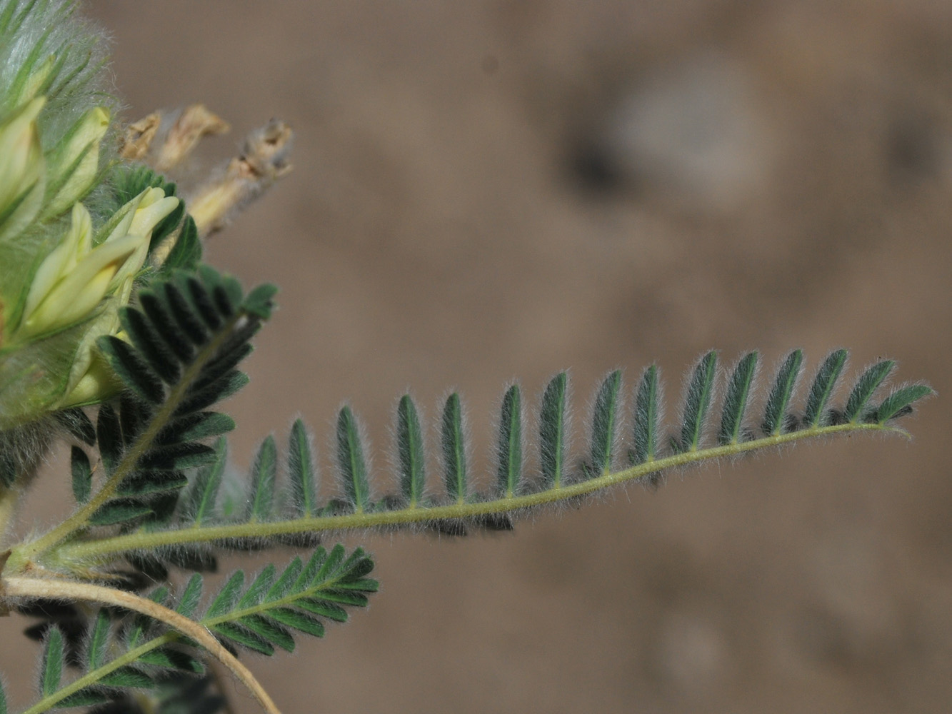 Изображение особи Astragalus alopecias.