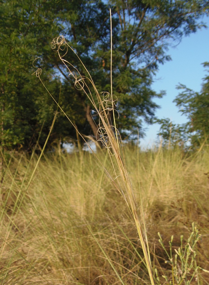 Изображение особи Stipa capillata.