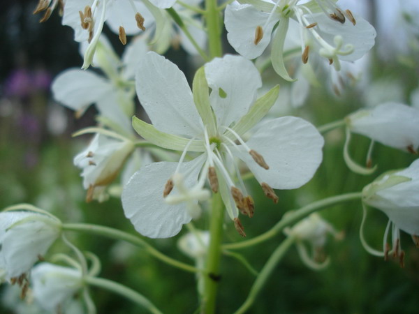 Image of Chamaenerion angustifolium specimen.