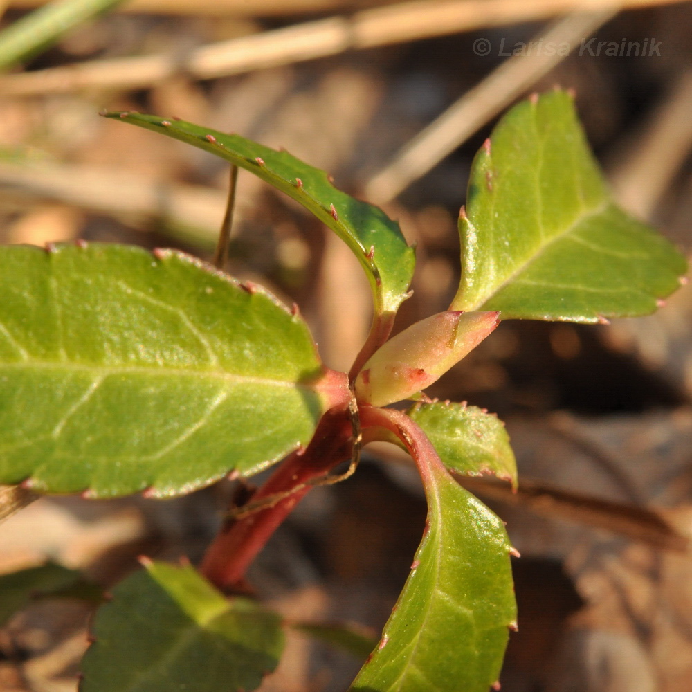 Image of Chimaphila japonica specimen.