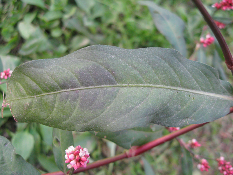 Image of Persicaria maculosa specimen.