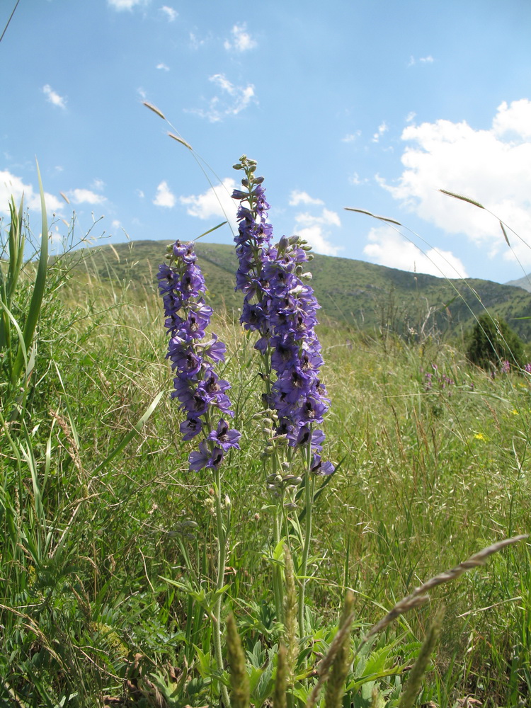 Image of Delphinium confusum specimen.