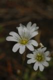 Cerastium arvense