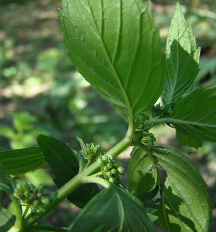 Image of Mentha arvensis specimen.