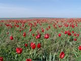 Tulipa suaveolens