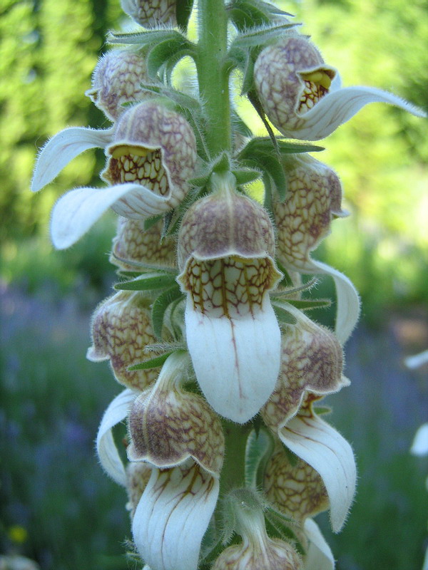 Изображение особи Digitalis lanata.