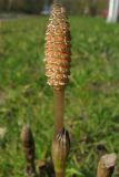 Equisetum arvense