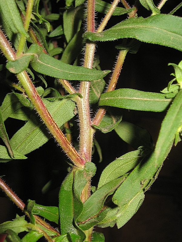 Image of Symphyotrichum novae-angliae specimen.