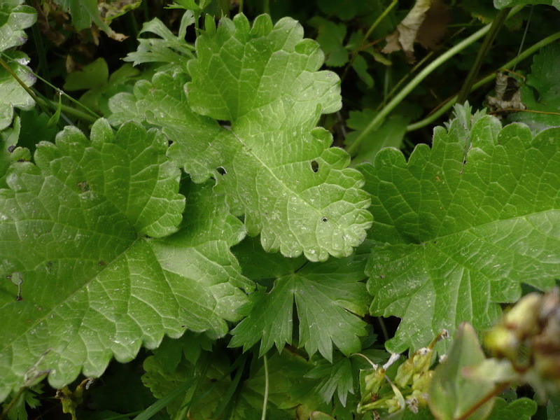 Image of Betonica macrantha specimen.