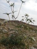 Image of taxon representative. Author is Илья Турбанов