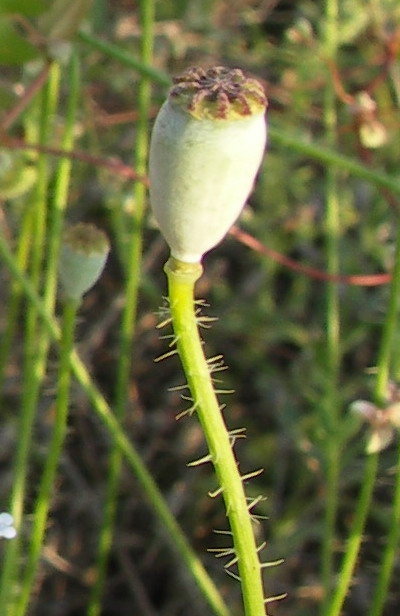 Изображение особи Papaver rhoeas.