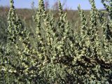 семейство Chenopodiaceae. Ветви с плодами. Южный Казахстан, полупустыня на правобережье Сырдарьи севернее устья Арыси. 27.08.2005.