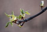 Aesculus hippocastanum. Верхушка ветви с распускающимися листьями и соцветиями. Московская обл., г. Железнодорожный. 13.04.2008.