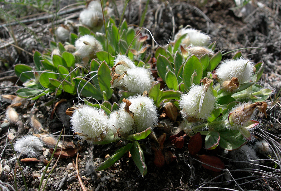 Изображение особи Oxytropis triphylla.