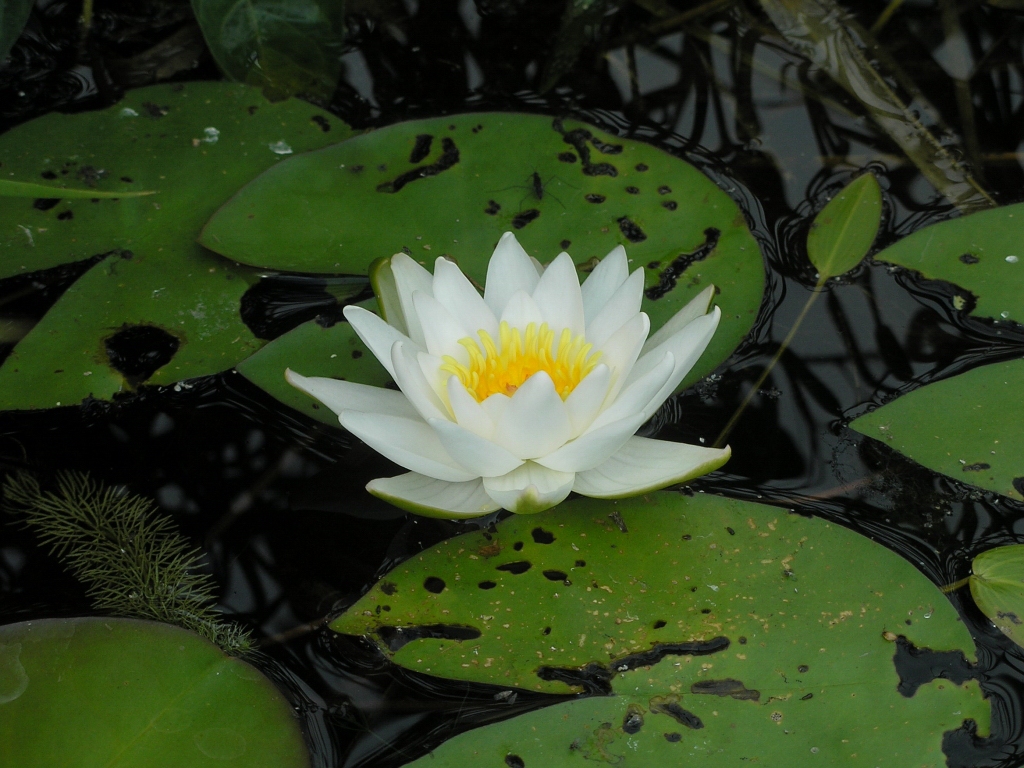 Image of Nymphaea candida specimen.