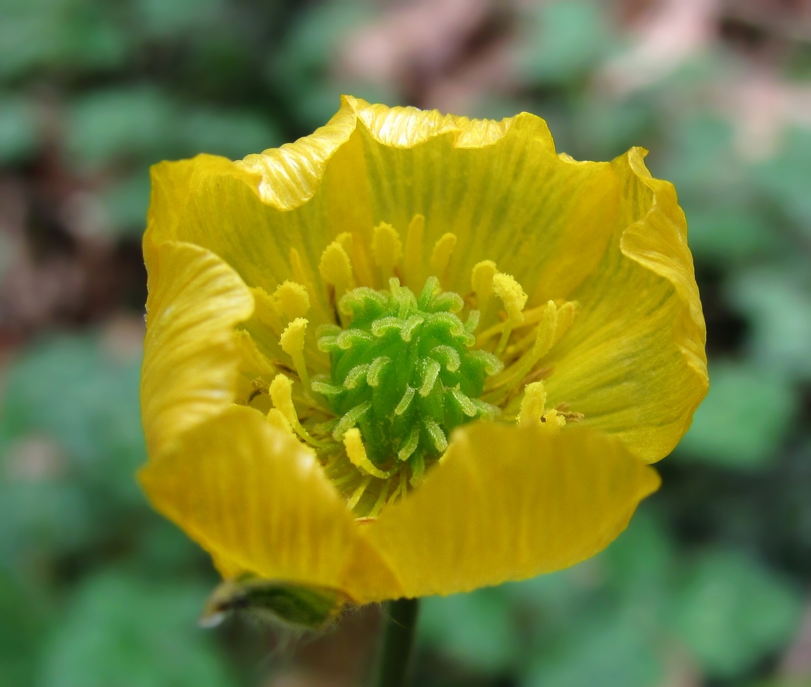 Image of Ranunculus grandiflorus specimen.